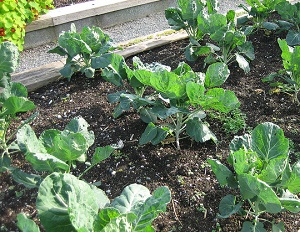 early growth of vegetables in community garden