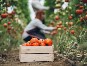 A woman is kneeling as she harvests apples