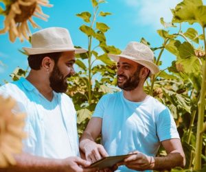 Two men in front of sunflower crops